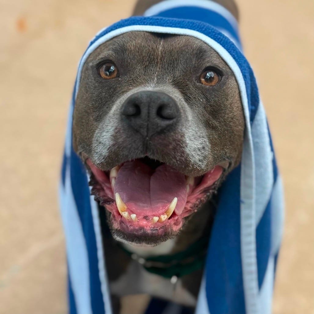 Photo of Danny, adoptable Terrier, Pit Bull / Mix in Greensboro, North Carolina