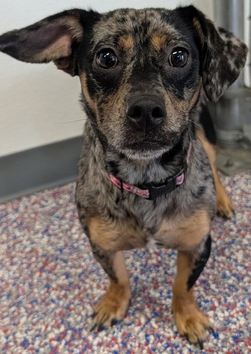Photo of Pepper, adoptable Chihuahua in Shelbyville, Tennessee