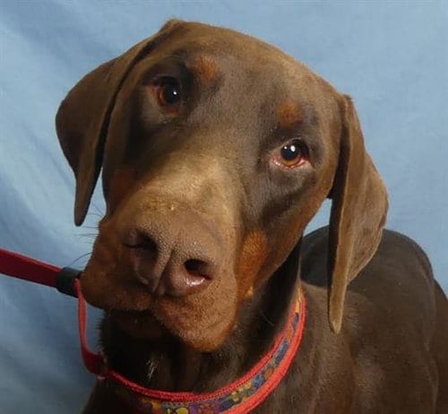 Photo of Buford, adoptable Doberman Pinscher in Ukiah, California