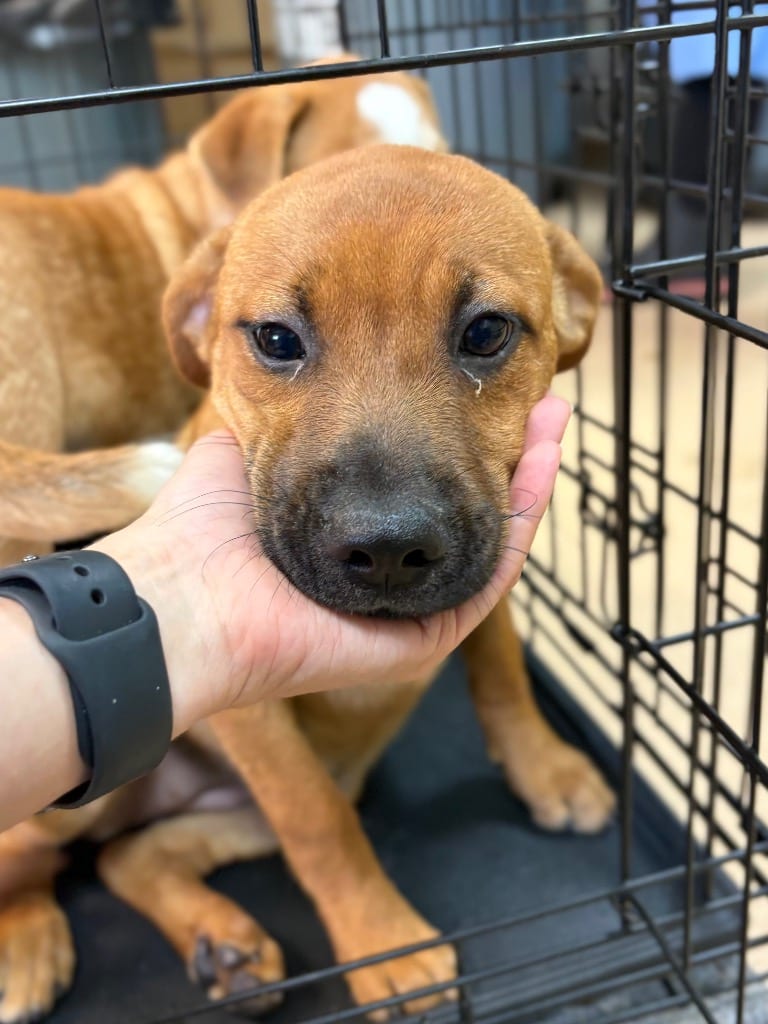 Photo of Brioche, adoptable Affenpinscher in Nacogdoches, Texas