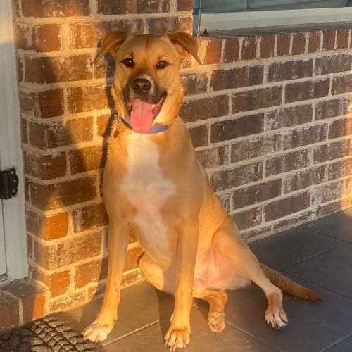 Photo of Sergeant (New Digs), adoptable Black Mouth Cur in Dallas, Texas