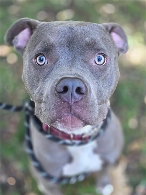 Photo of King, adoptable Pit Bull Terrier in Woodland, California