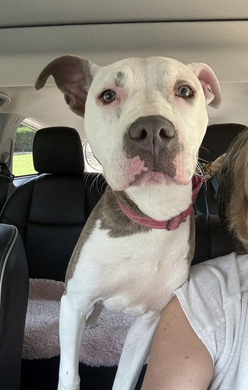 Photo of Wendy Wonton, adoptable Terrier in St. Louis, Missouri