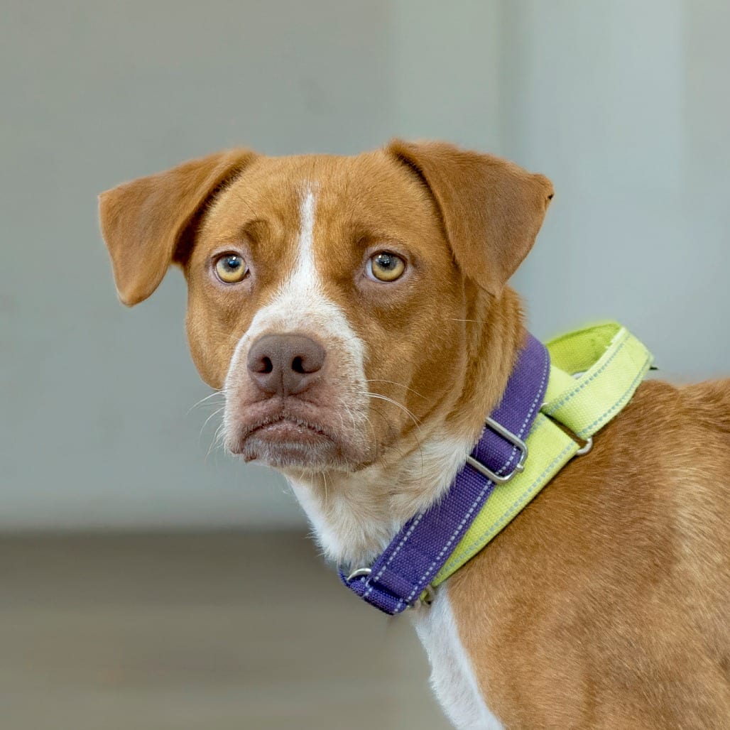 Photo of Penny, adoptable Mixed Breed (Medium) in Chapel Hill, North Carolina