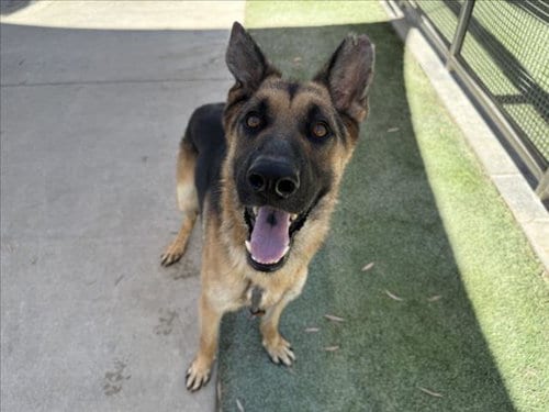 Photo of Ranger, adoptable German Shepherd Dog in Los Angeles, California