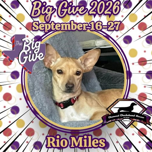 Photo of Rio Miles, adoptable Dachshund in San Antonio, Texas