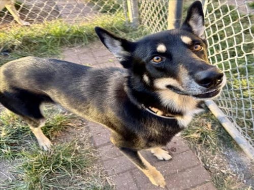 Photo of Capitan, adoptable German Shepherd Dog in Houston, Texas