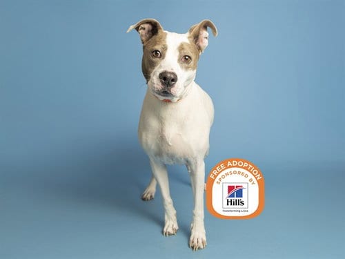 Photo of Patches, adoptable American Pit Bull Terrier in Phoenix, Arizona