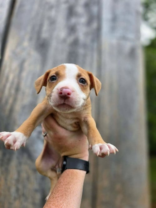 Photo of SR Puppy 12/21, adoptable American Pit Bull Terrier in Frankenmuth, Michigan