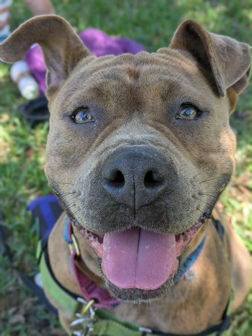 Photo of Xena, adoptable Staffordshire Bull Terrier in Pompano Beach, Florida