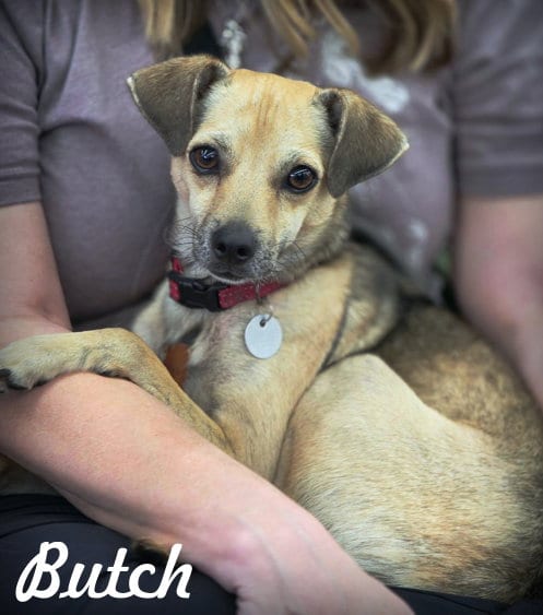 Photo of Butch, adoptable Chihuahua in Chino Hills, California