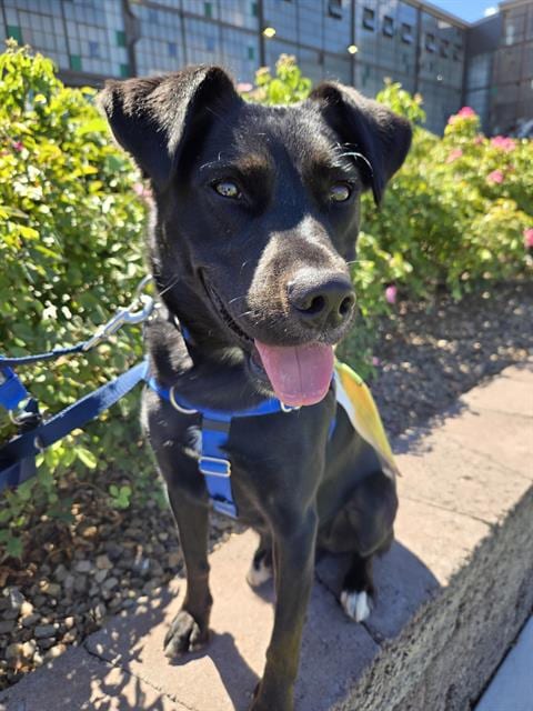 Photo of Waylon, adoptable Border Collie in Albuquerque, New Mexico