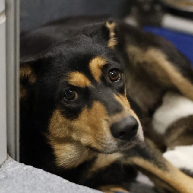 Photo of Nana, adoptable dog in San Antonio, Texas