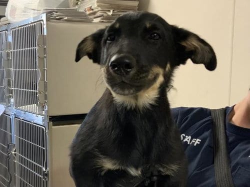 Photo of Nick Wilde, adoptable German Shepherd Dog in Visalia, California