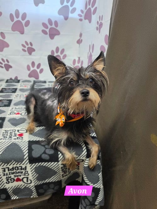 Photo of Avon, adoptable Yorkshire Terrier Yorkie in Metairie, Louisiana