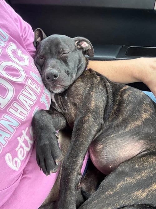 Photo of Summer - Brynns litter, adoptable American Staffordshire Terrier in Holly Springs, North Carolina