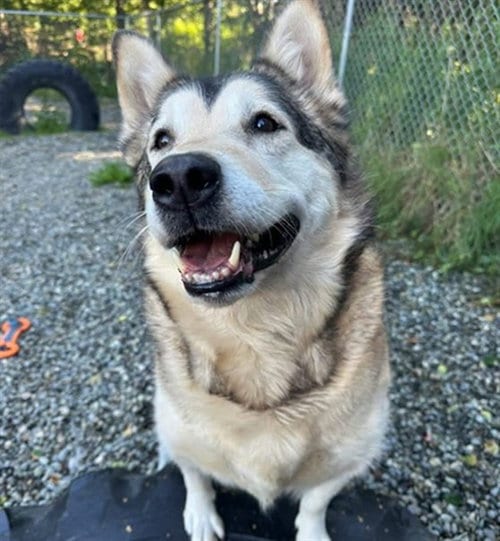 Photo of Goku, adoptable Husky in Anchorage, Alaska