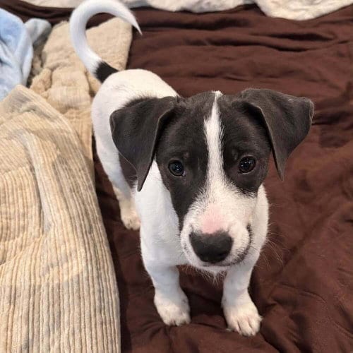 Photo of Nugget, adoptable Terrier in St. Augustine, Florida
