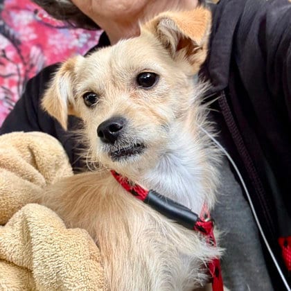 Photo of Masala, adoptable Unknown breed in Oakland, California