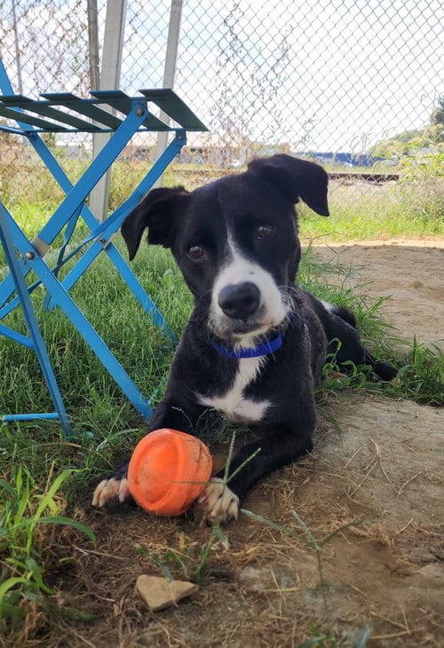 Photo of Ollie, adoptable Border Collie in Evansville, Indiana