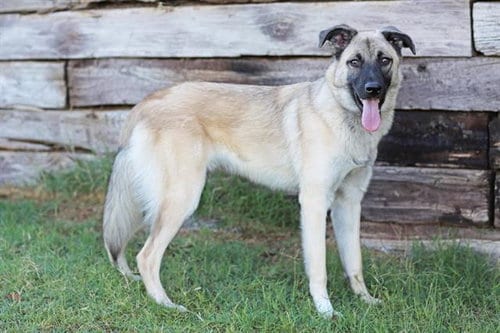 Photo of Mobby, adoptable Anatolian Shepherd in Albuquerque, New Mexico