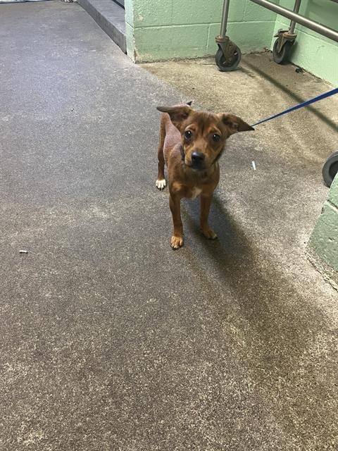 Photo of Bonnie, adoptable Chihuahua in Sacramento, California