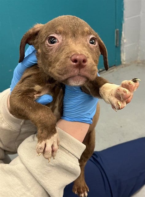 Photo of Georgie, adoptable Pit Bull Terrier in Waco, Texas