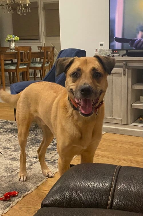Photo of Lucas, adoptable Unknown breed (medium coat) in Holbrook, New York