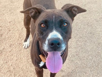 Photo of Kelly, adoptable dog in Georgetown, Texas