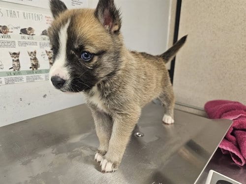 Photo of Reeses Puffs, adoptable Husky in Baldwin Park, California