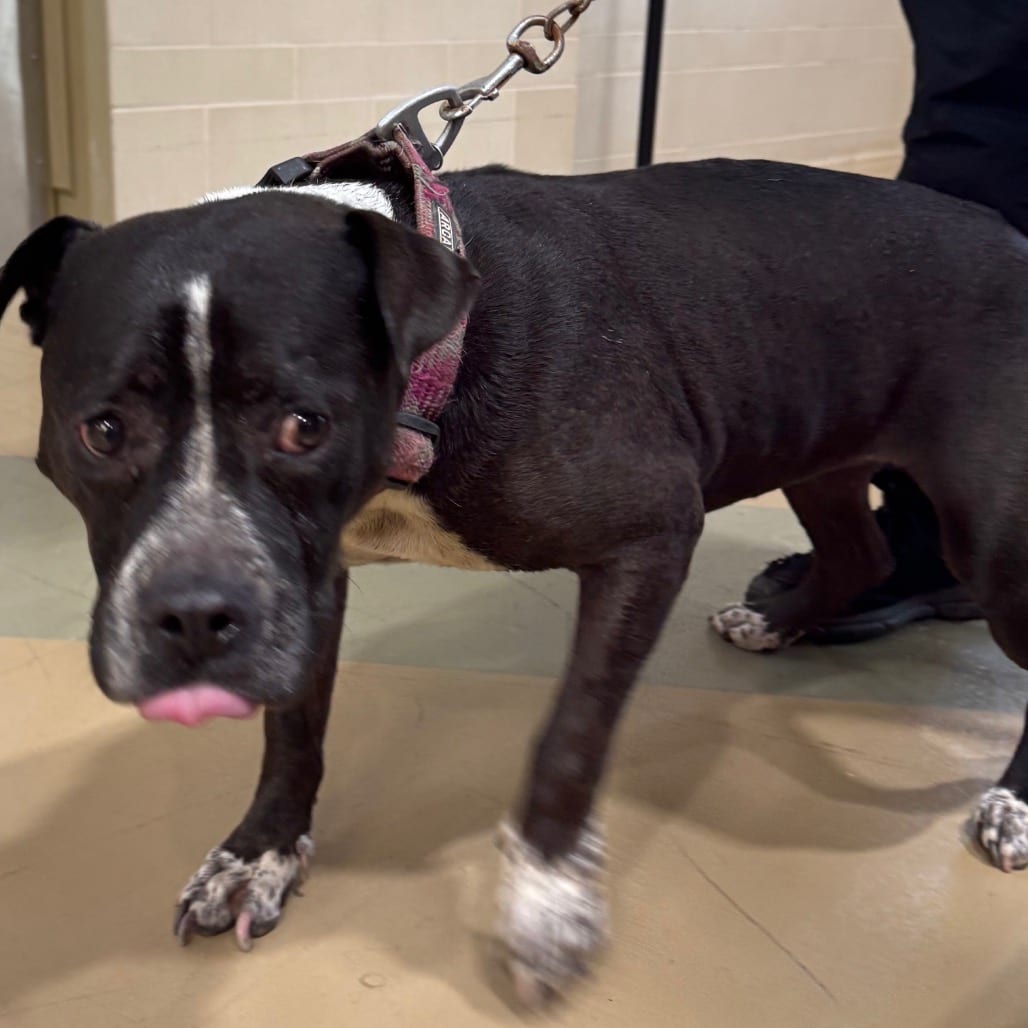 Photo of Enya, adoptable Mixed Breed (Medium) in Winston-Salem, North Carolina