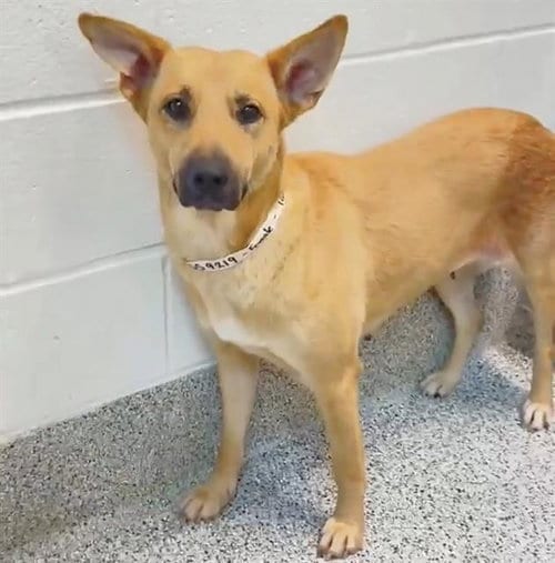 Photo of Dally, adoptable German Shepherd Dog in Houston, Texas