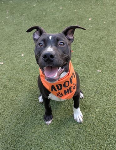 Photo of Pebbles, adoptable Pit Bull Terrier in San Martin, California
