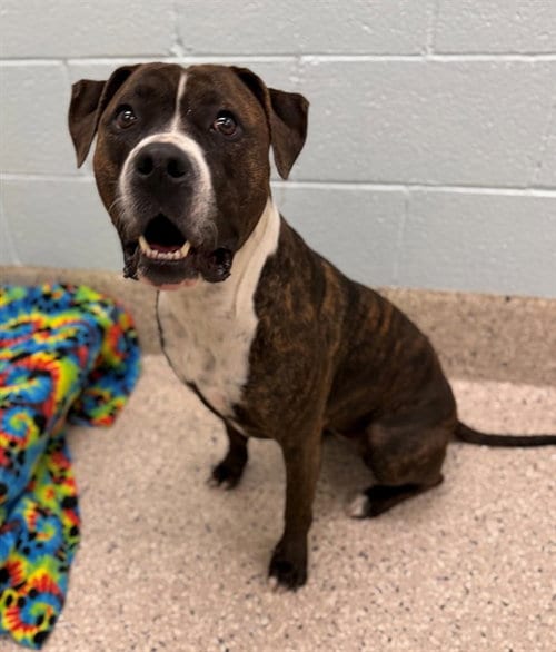 Photo of Oreo Mcflurry, adoptable Pit Bull Terrier in Brighton, Colorado