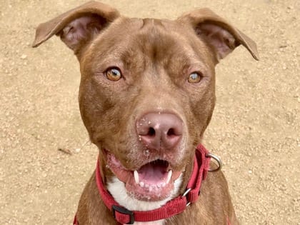 Photo of Brook, adoptable dog in Georgetown, Texas