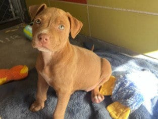 Photo of Emmy Jay, adoptable Pit Bull Terrier in Redwood City, California