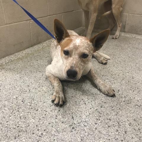 Photo of Fay, adoptable Australian Cattle Dog/Blue Heeler in Conroe, Texas