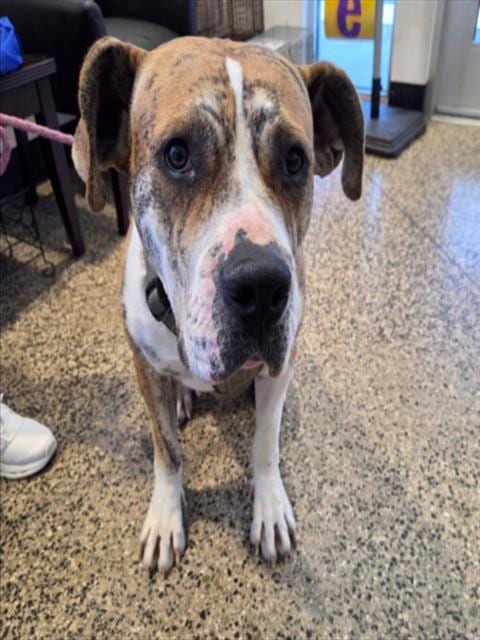 Photo of Big Mamas, adoptable Great Dane in Tracy, California