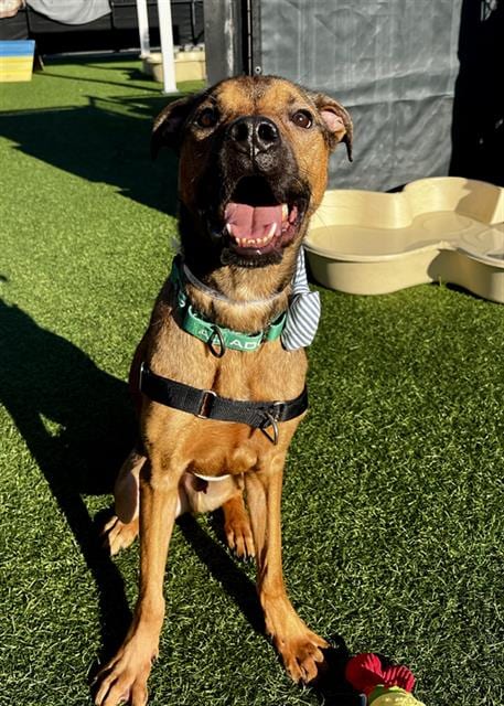 Photo of Rookie, adoptable Pit Bull Terrier in San Francisco, California