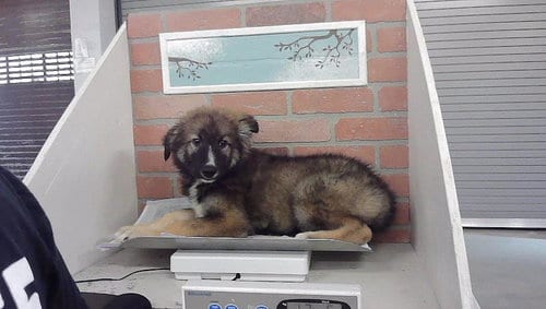 Photo of A2099837, adoptable German Shepherd Dog in Houston, Texas