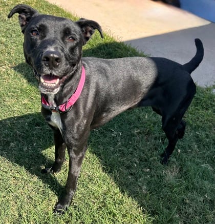 Photo of Sugar, adoptable Terrier, American Staffordshire/Mix in The Colony, Texas