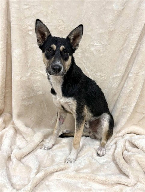 Photo of Herculoid, adoptable German Shepherd Dog in Baldwin Park, California