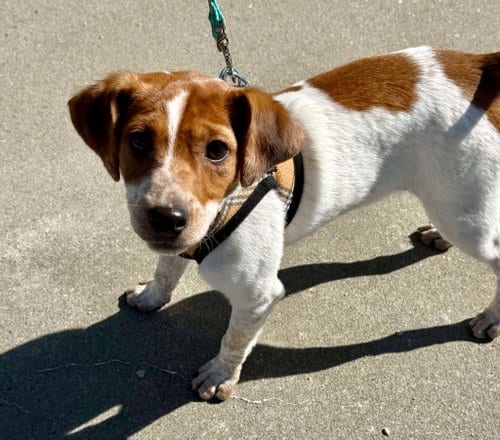 Photo of Nevada (M), adoptable Toy Fox Terrier in Lee's Summit, Missouri
