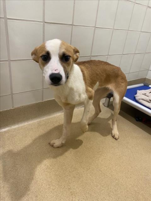 Photo of Zuri, adoptable German Shepherd Dog in Derwood, Maryland