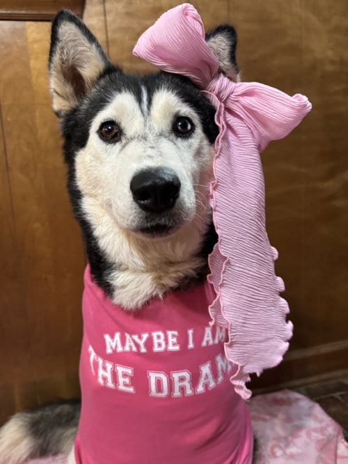 Photo of Niki, adoptable Siberian Husky in Randleman, New Mexico