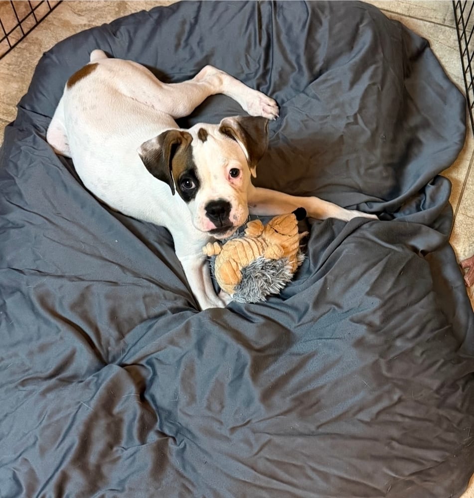 Photo of Willie Pep, adoptable Boxer in Austin, Texas