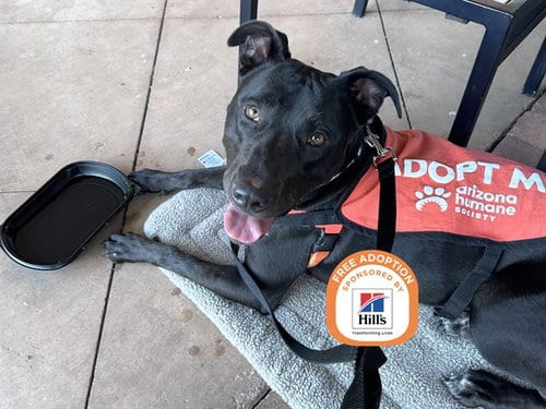 Photo of Bunny, adoptable Labrador Retriever in Phoenix, Arizona
