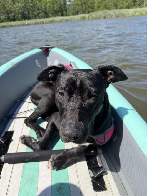 Photo of Valor, adoptable American Pit Bull Terrier in Baltimore, Maryland