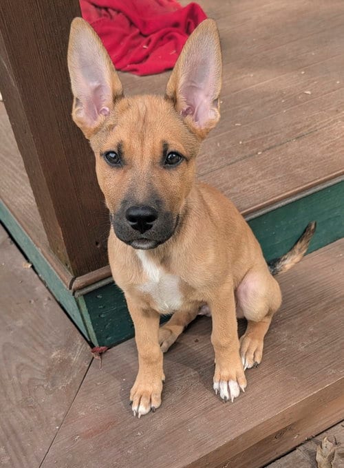 Photo of Bud, adoptable German Shepherd Dog in The Woodlands, Texas