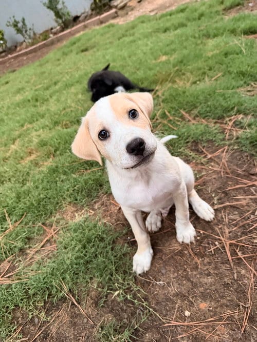 Photo of Mardi, adoptable Labrador Retriever in Raleigh, North Carolina